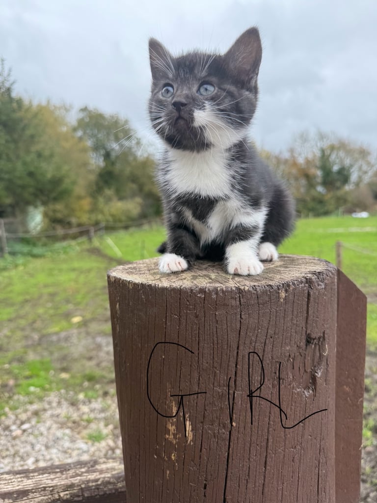 Beautiful kittens for sale