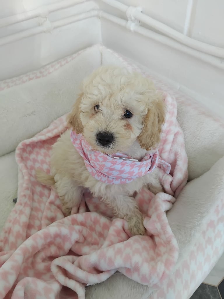 Cockapoo puppys for sale
