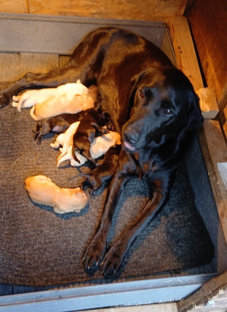 Beautiful labrodor puppy's 