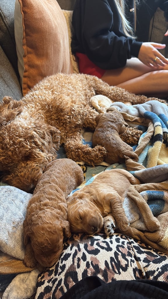Cockapoo puppies 