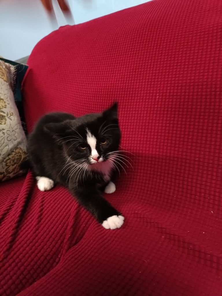 3 Adorable kittens