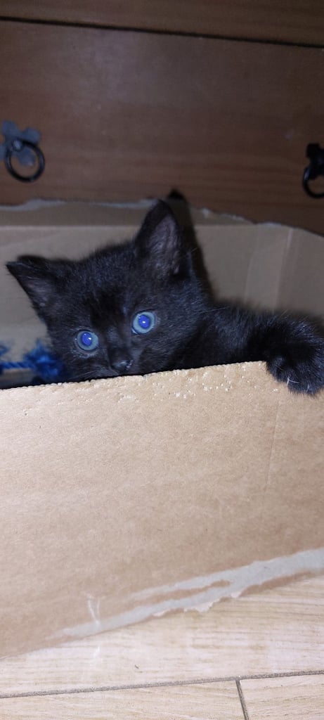 Kitten 😸 