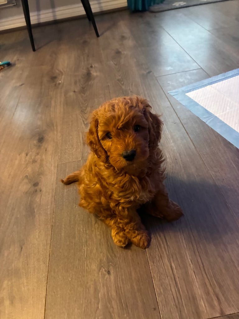 Cockapoos for Sale F1b