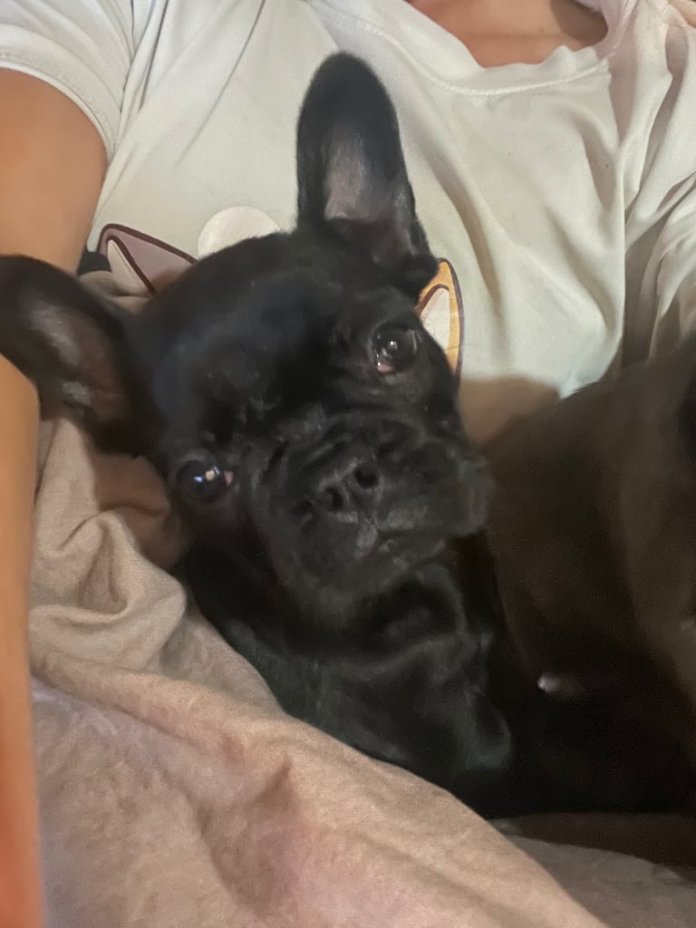 2 black french buldogs