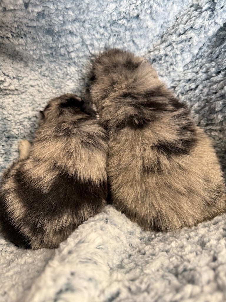 Very cute Pomeranian puppies 