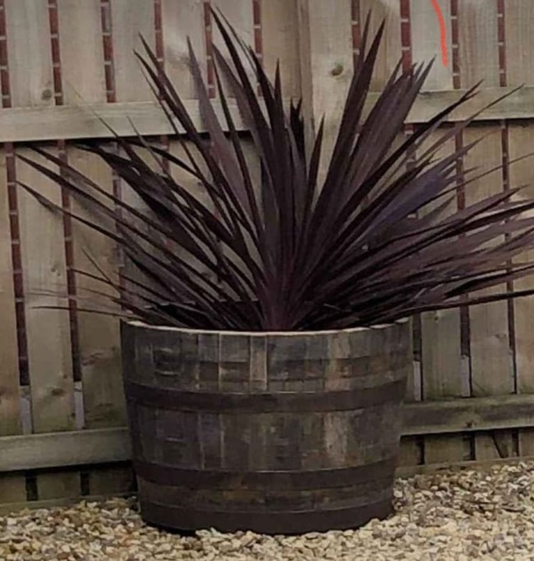 image for Timber oak barrels 