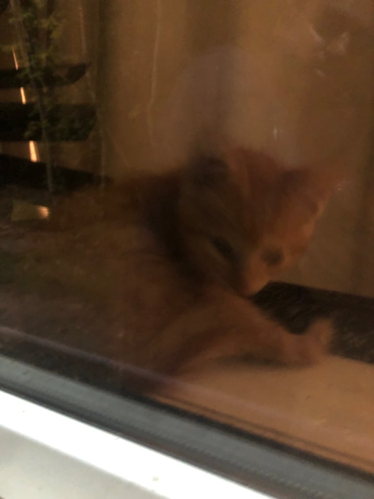 Beautiful Bombay  kittens 
