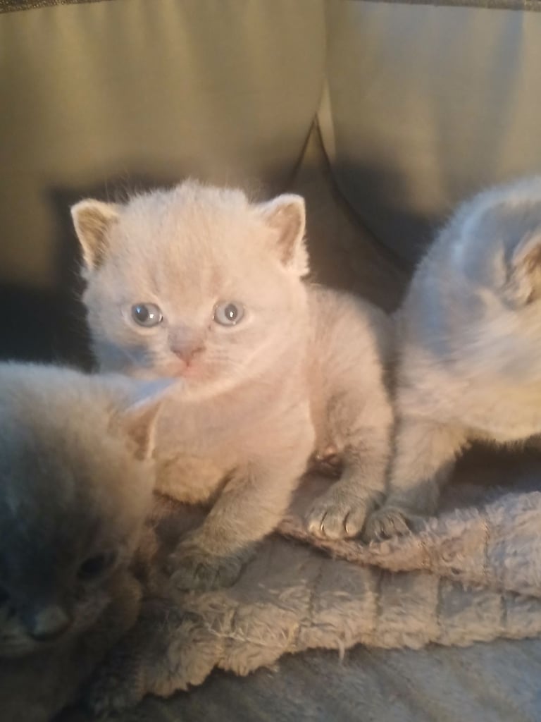 British shorthair kittens