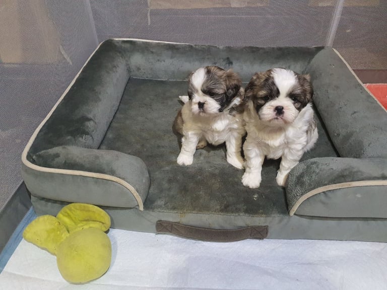 shih tzu puppies