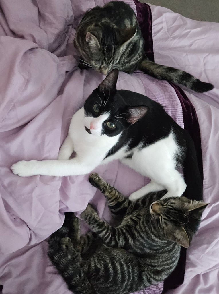 Cats and kittens for sale