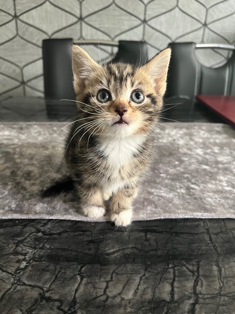 Kittens for sale male and female £50 each