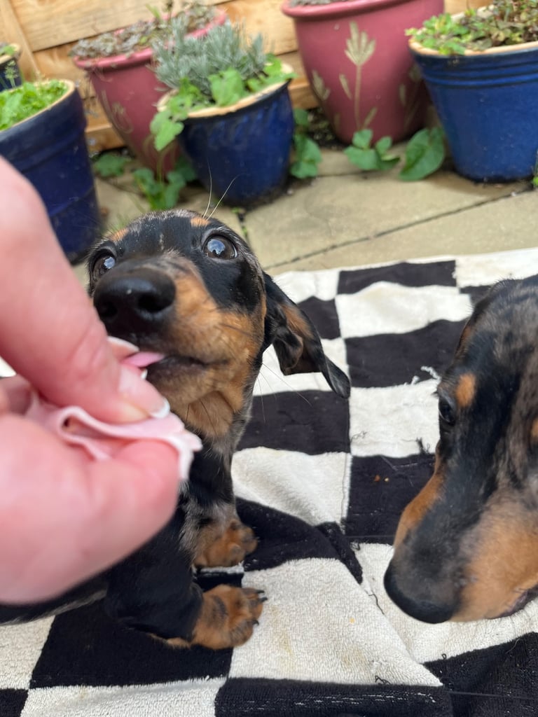 Beautiful dachshund puppies 🐾
