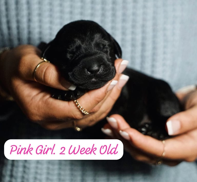 Labrador Retriever Puppies Available Now