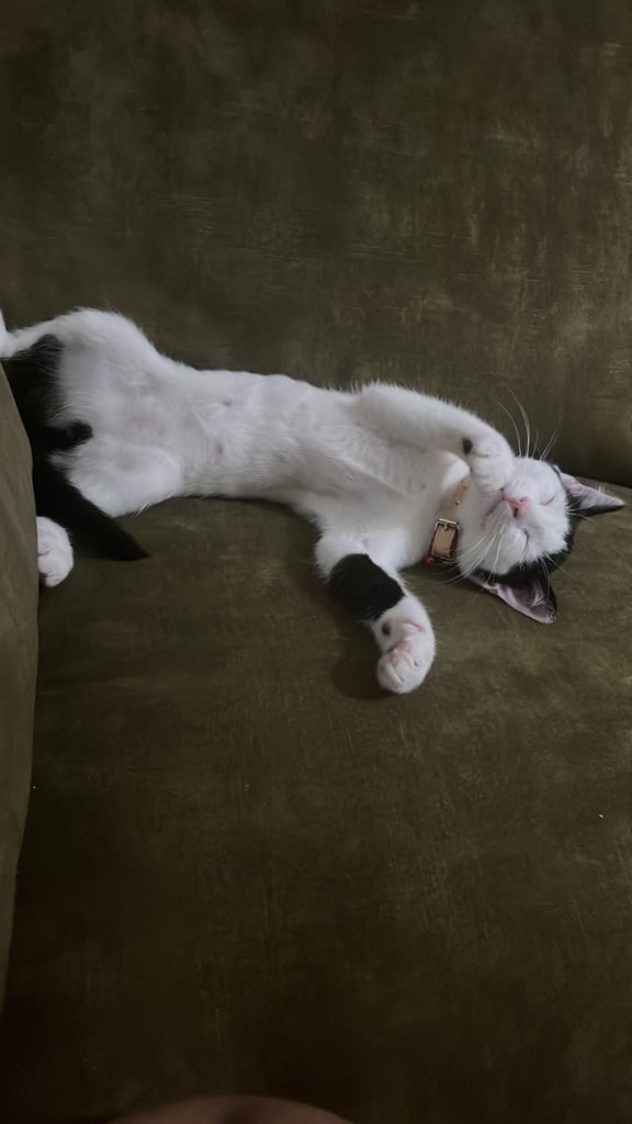 Kitten 