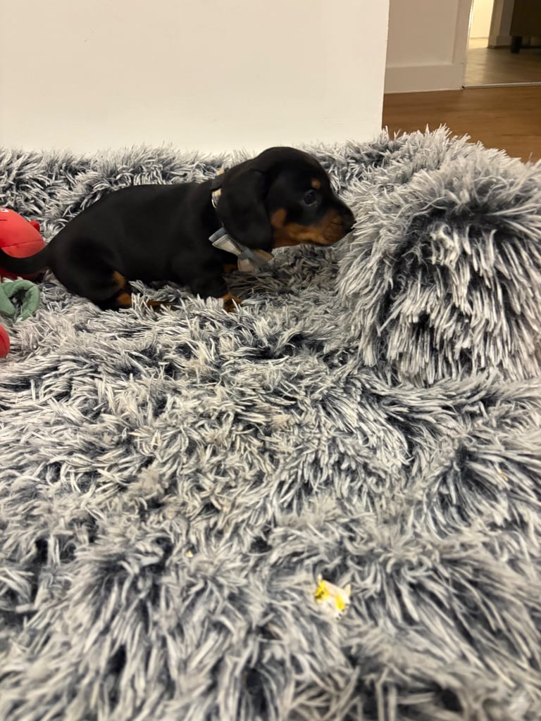 Male miniature dachshund 