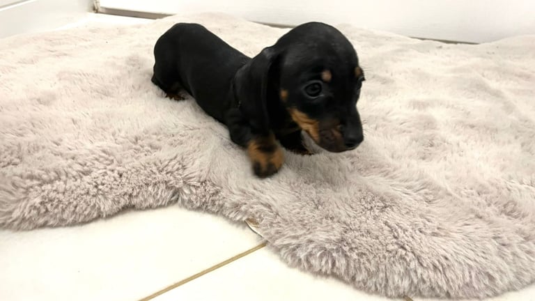 2 Miniature Dachshund Girl Puppies