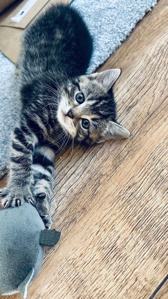 4 x kittens for sale 