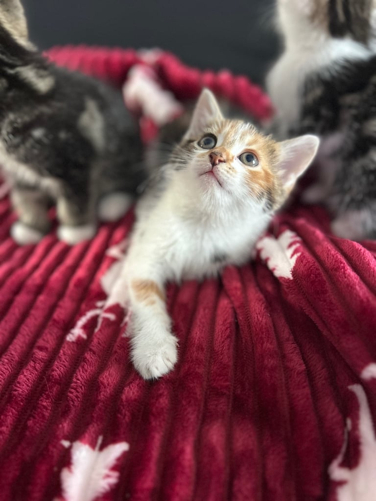 5 kittens (three left )