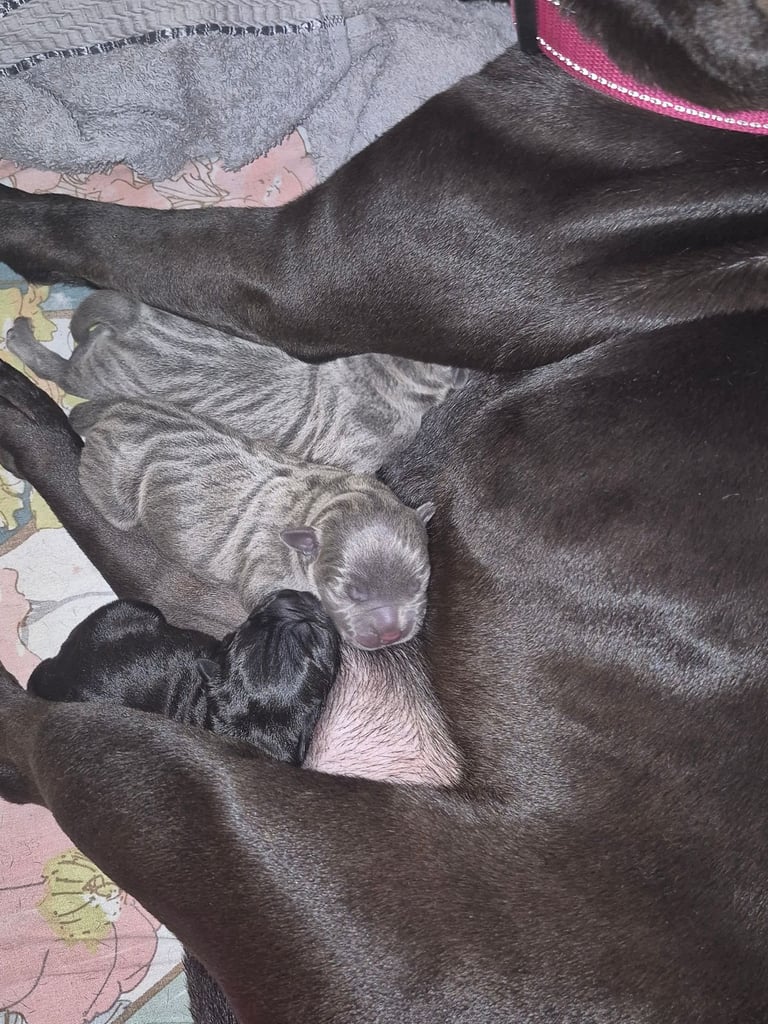 image for Puppies for sale 