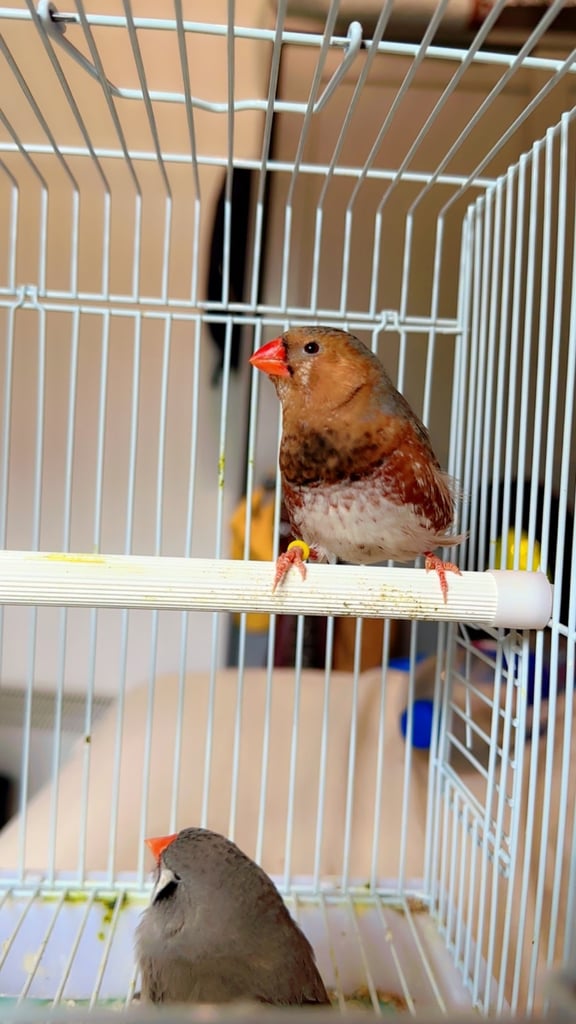 4 PAIRS OF GOOD SIZED ZFS RUNG ZEBRA FINCHES