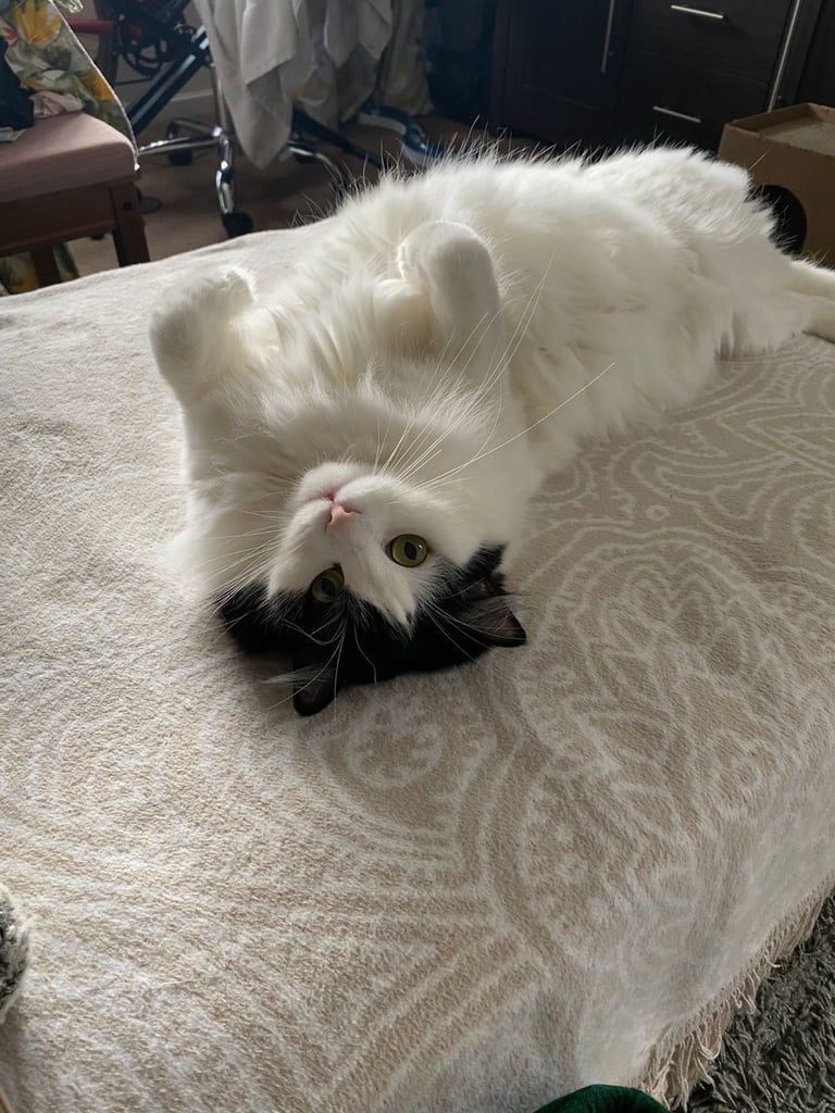 Loving Cat Looking for a Good New Home