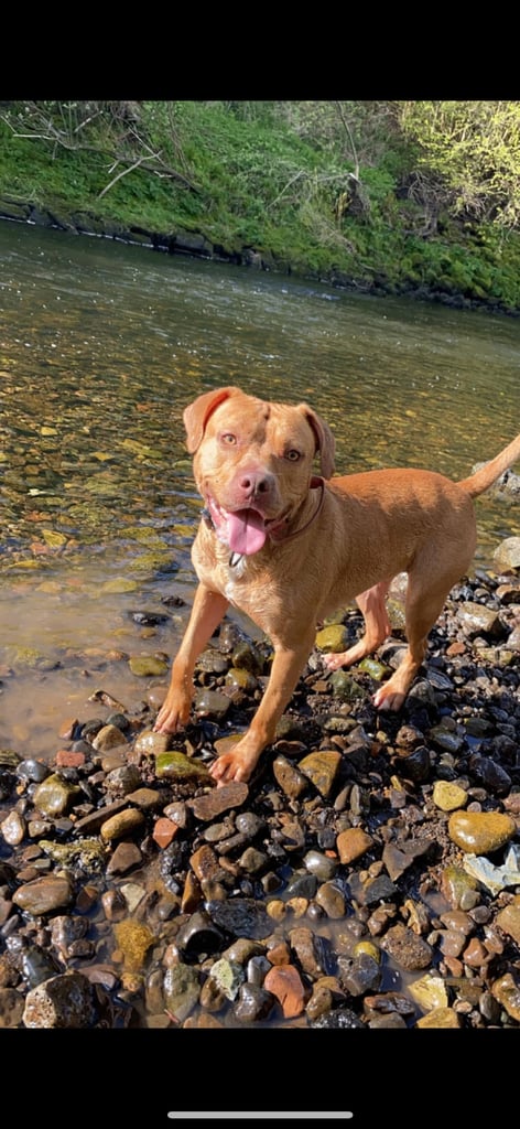 American bulldog for sale 
