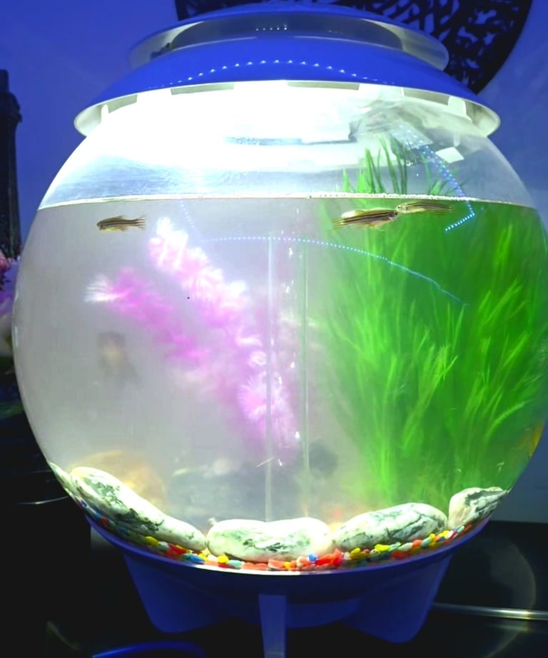 Biorb Fish tank with 6 small fishes and 1 black goldfish