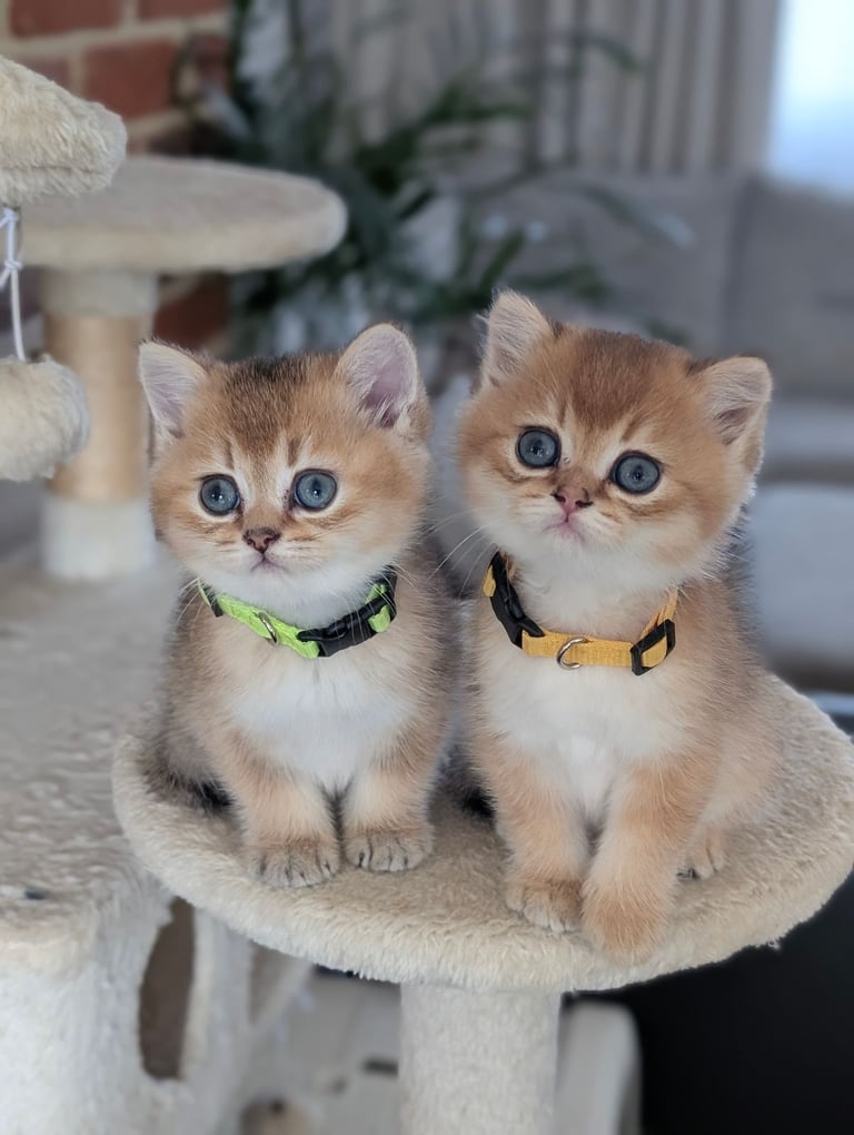 Gold British Shorthair kittens