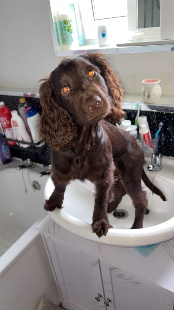 image for Working Cocker Spaniel 7months