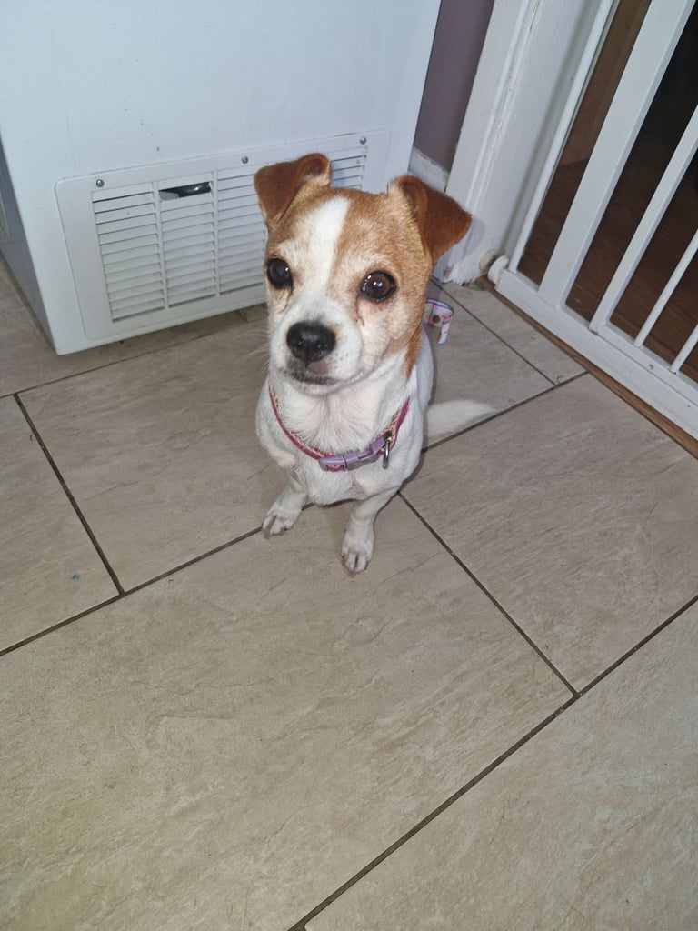 Rehome dog