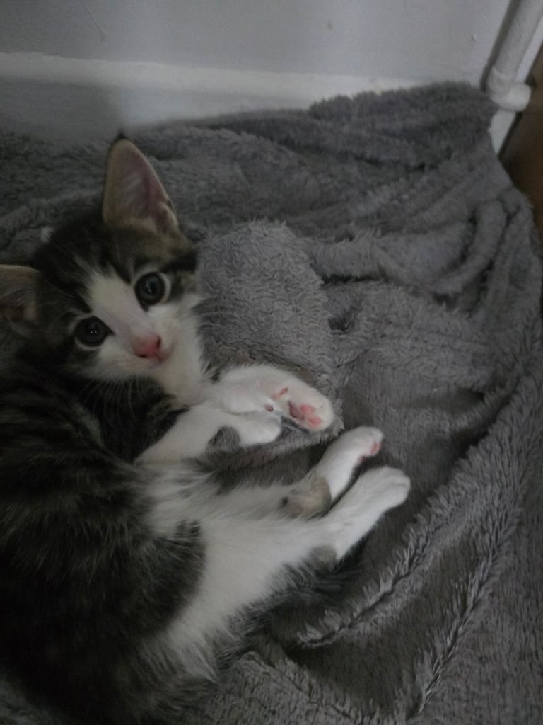 4 beautiful kittens 