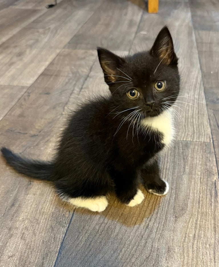 Beautiful kittens for sale/ mother is British shorthair
