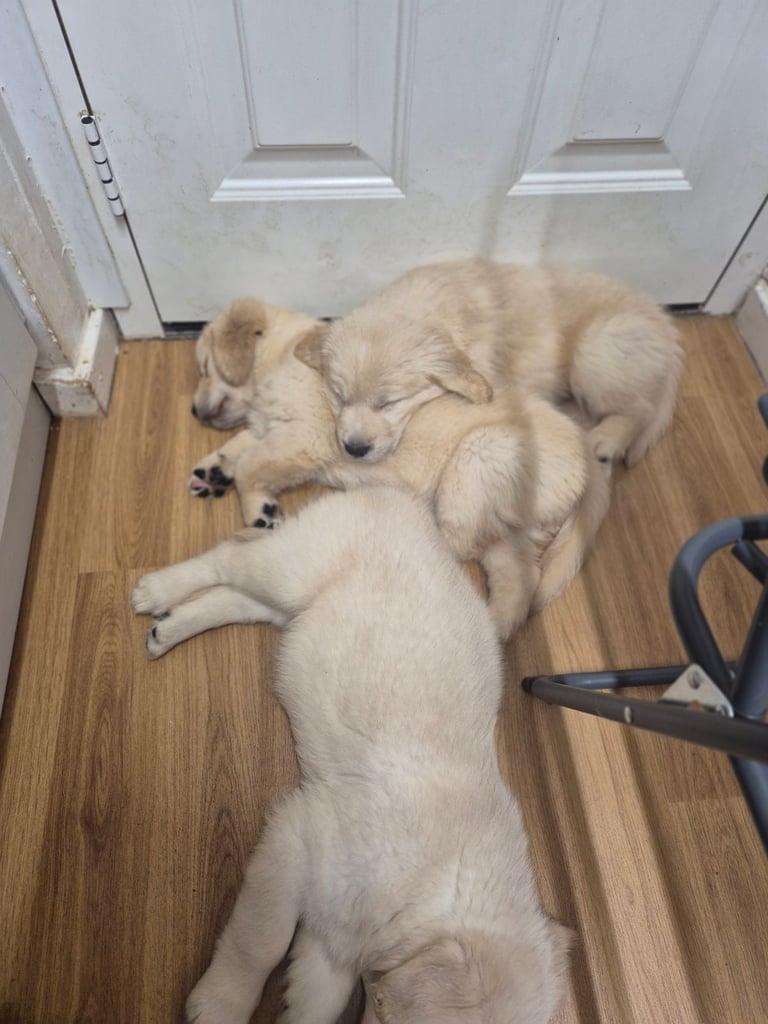 Golden retriever puppies 