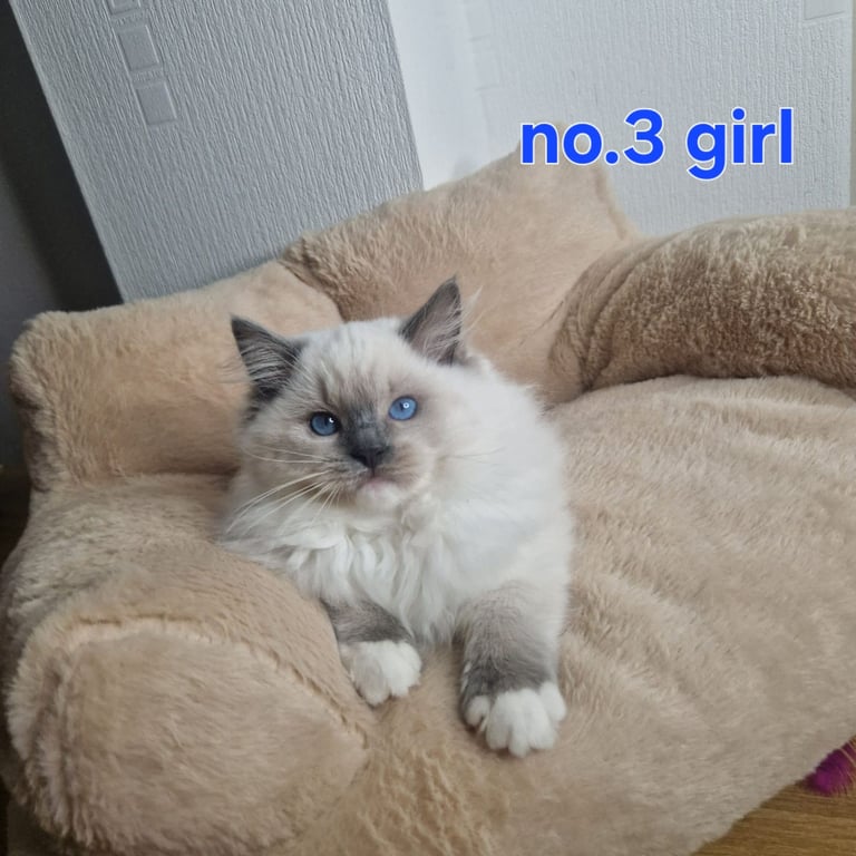 Ragdoll kittens