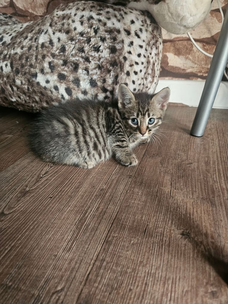 Beautiful kittens for sale