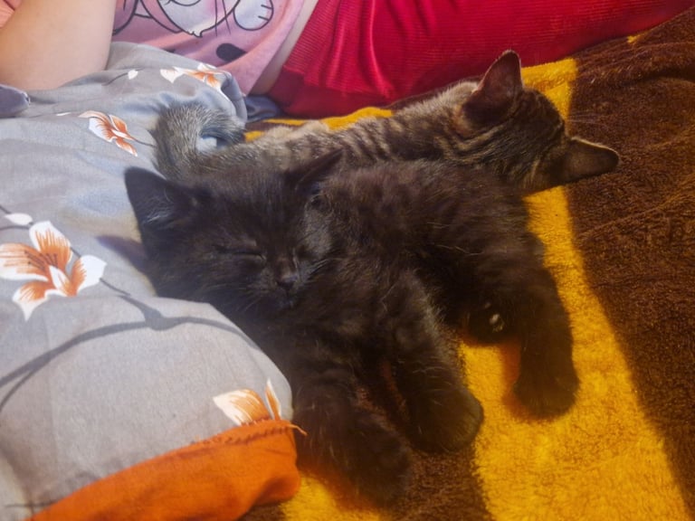 Kittens for sale
