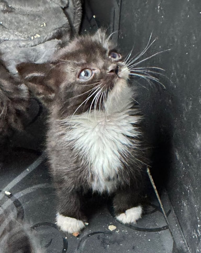 Kittens for sale