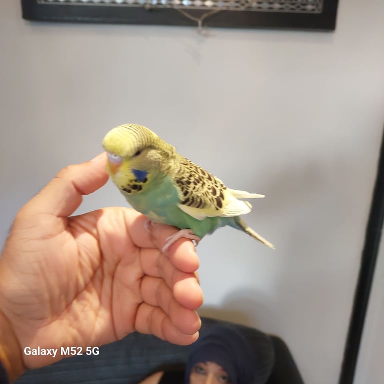 Gorgeous baby budgies 