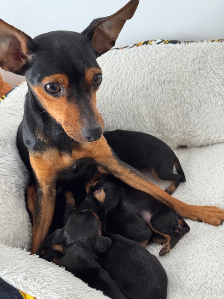 Not KC Reg Miniature Pincher Puppies 