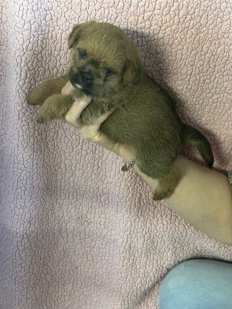 1 Male Puppy Poodle xx Boarder Terrier