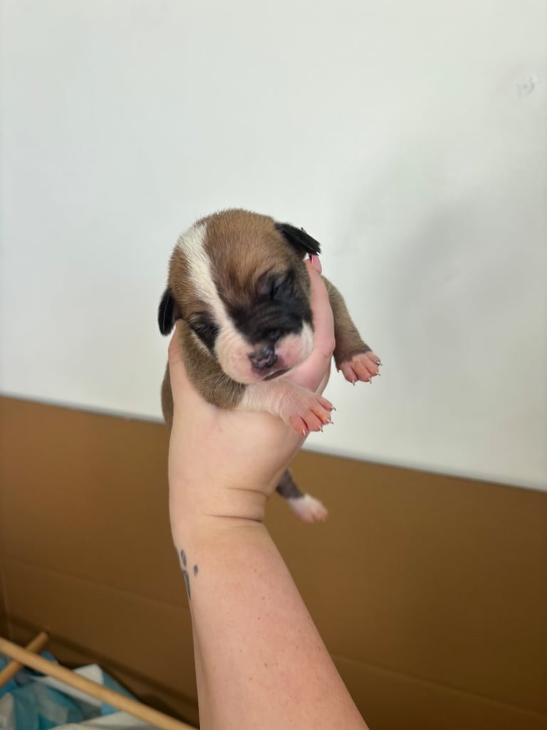 Bull-Herder for sale | 6 boys | 4 Girls