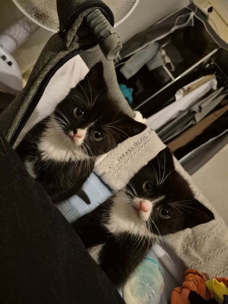 Black and white female kittens 