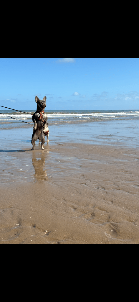 French bulldog for rehome 