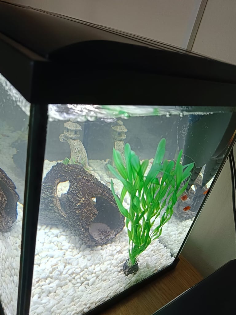 Fish tank with accessories 