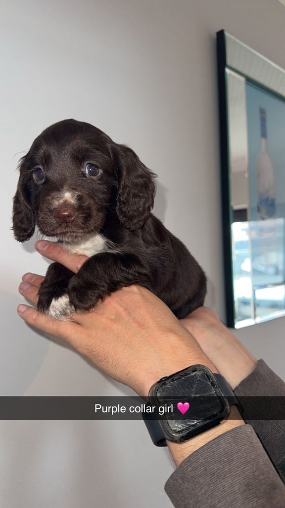 Cocker spaniel puppies 