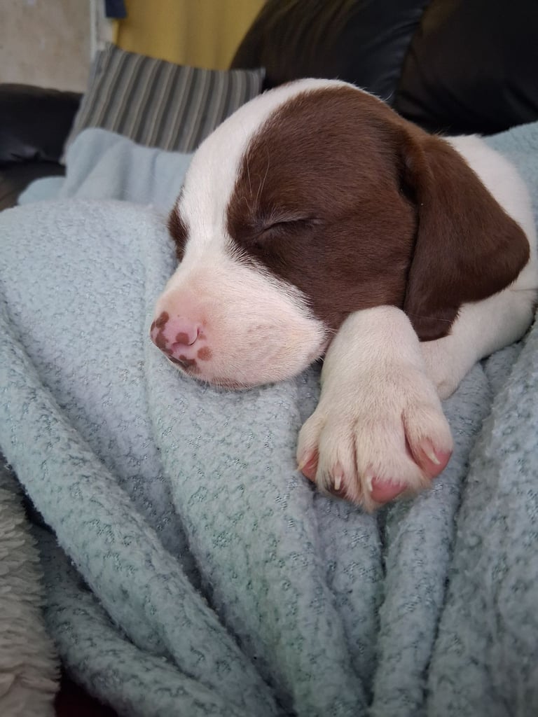 image for Cockabull male puppy