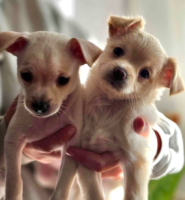 Adorable Pomchi Pups