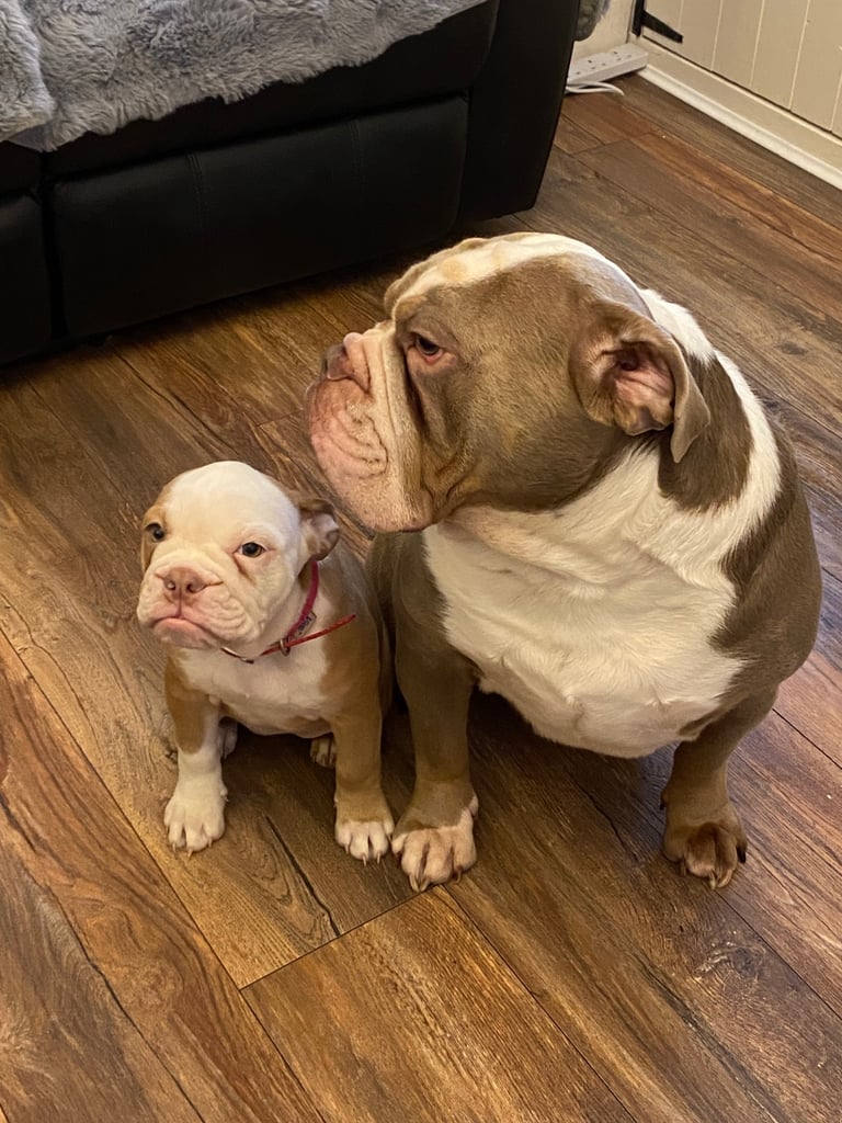 Old English bulldog puppy for sale. 