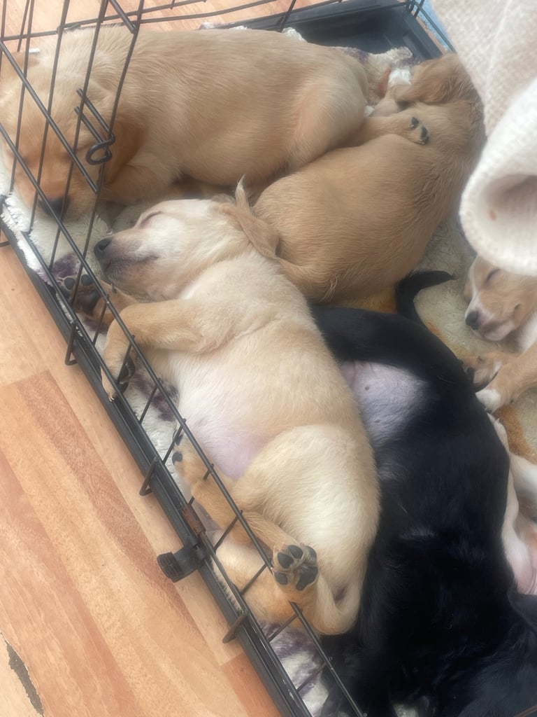 Labrador puppies last girl 