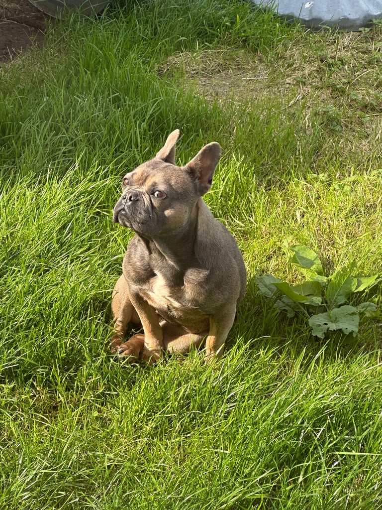 2 year old female frenchie